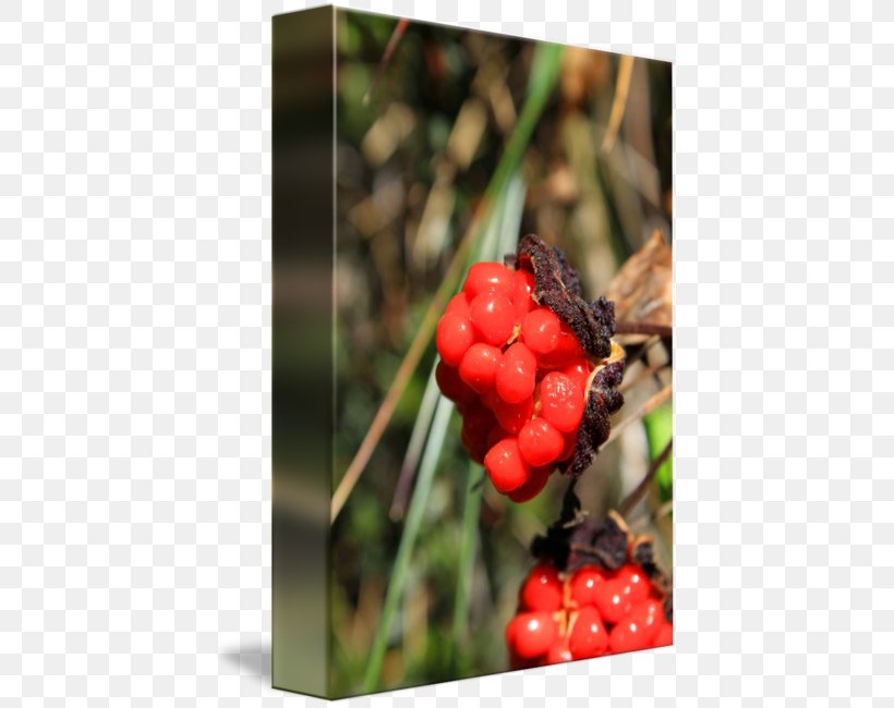 Cloudberry Raspberry Cranberry Mulberry Berries, PNG, 427x650px, Cloudberry, Berries, Berry, Blackberry, Cherry Download Free