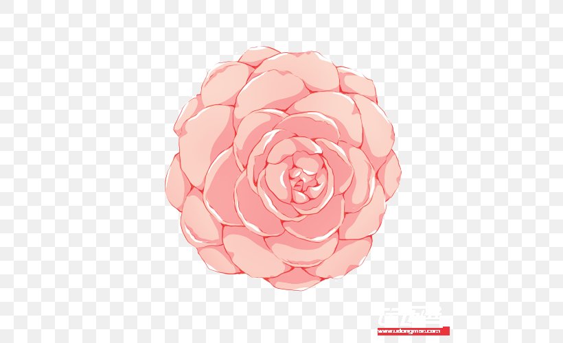 Garden Roses Cabbage Rose Flower Petal Pink M, PNG, 500x500px, Garden Roses, Artificial Flower, Cabbage Rose, Cut Flowers, Flower Download Free