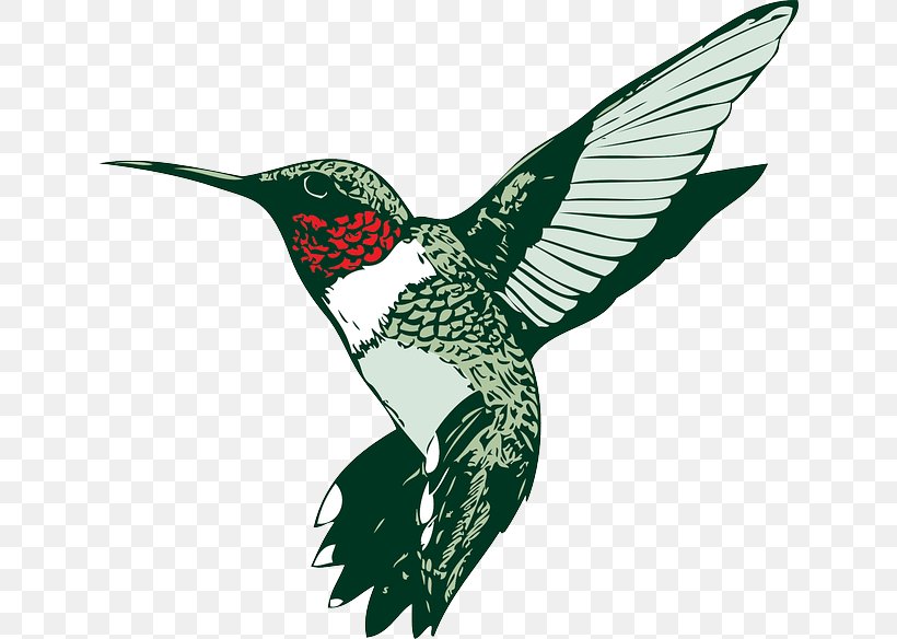 Ruby-throated Hummingbird Clip Art, PNG, 640x584px, Hummingbird, Beak, Bird, Broadtailed Hummingbird, Drawing Download Free