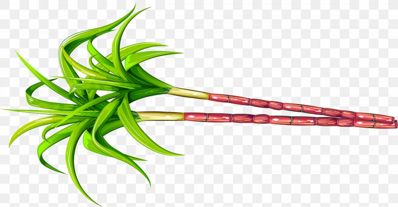Saccharum Officinarum Sugarcane Fruit, PNG, 2501x1306px, Saccharum Officinarum, Flower, Fruit, Plant, Plant Stem Download Free