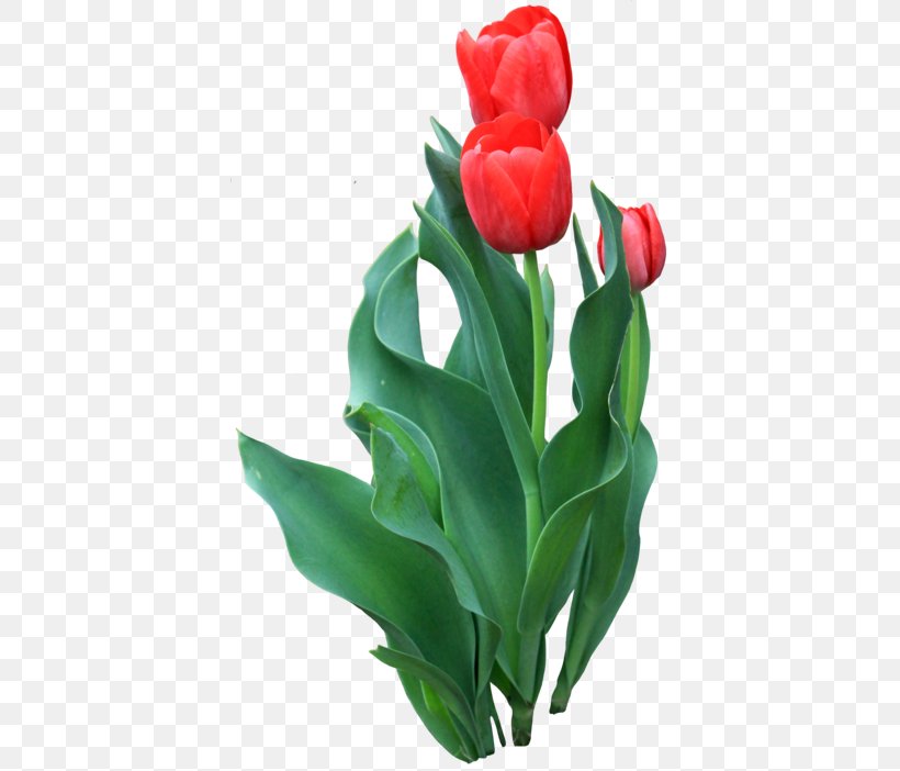 Tulip Flower, PNG, 400x702px, Tulip, Artificial Flower, Cut Flowers, Floral Design, Floristry Download Free