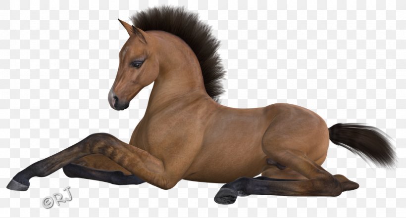 Mane Mustang Stallion Pony Mare, PNG, 975x525px, Mane, Animal Figure, Bridle, Halter, Horse Download Free