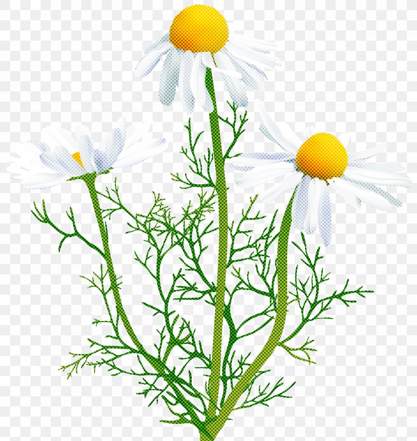 Flower Mayweed Chamomile Camomile Plant, PNG, 2832x3000px, Flower, Camomile, Chamaemelum Nobile, Chamomile, Dandelion Download Free