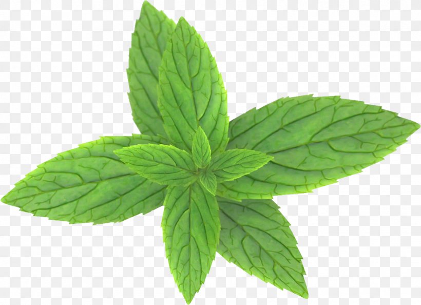 Peppermint Clip Art, PNG, 1136x823px, Peppermint, Devil, Herb, Leaf, Mentha Spicata Download Free