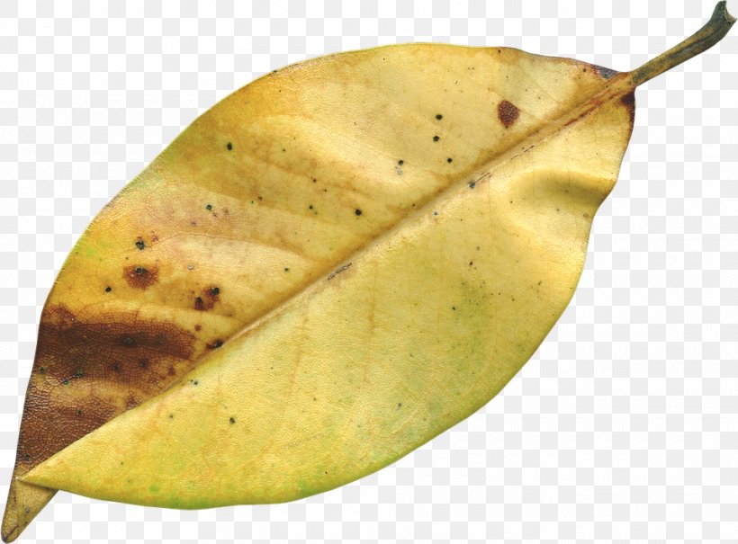 Autumn Leaf Image File Formats, PNG, 960x709px, Autumn, Fall Branch, Food, Fruit, Image File Formats Download Free