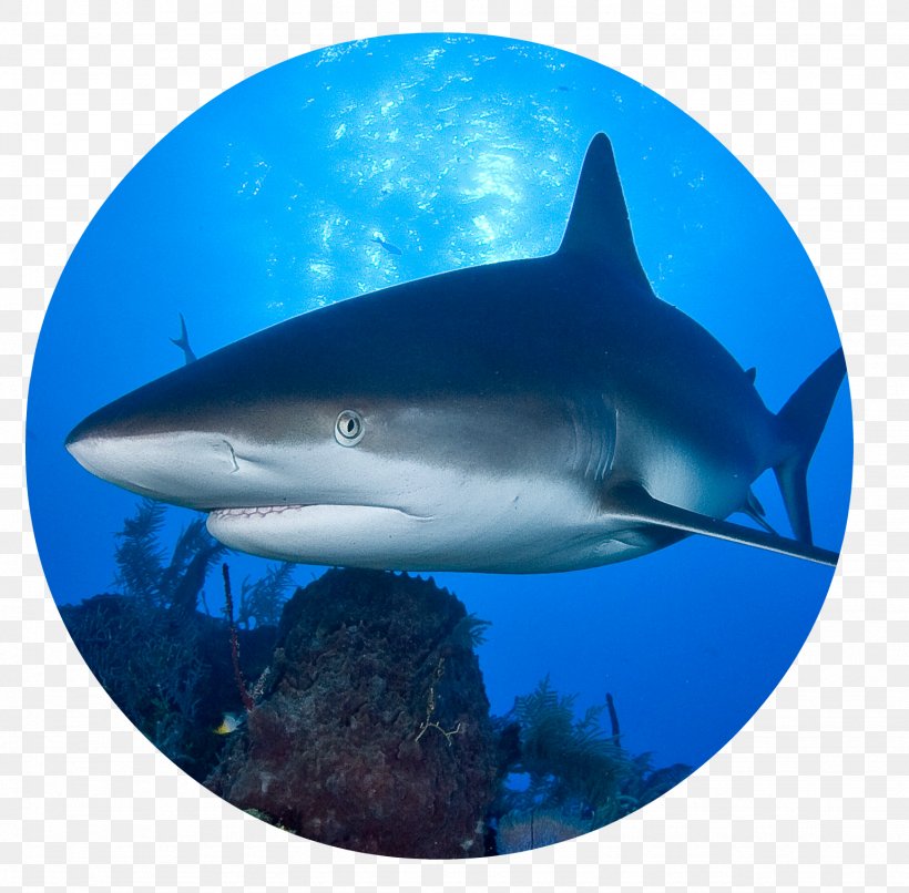 Hungry Shark Evolution Hungry Shark World Shark Finning Great White Shark, PNG, 1538x1513px, Hungry Shark Evolution, Aqua, Blue Shark, Bycatch, Carcharhiniformes Download Free