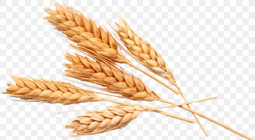 Oat Pasta Ear Durum Emmer, PNG, 944x521px, Oat, Avena, Bread, Cereal, Cereal Germ Download Free