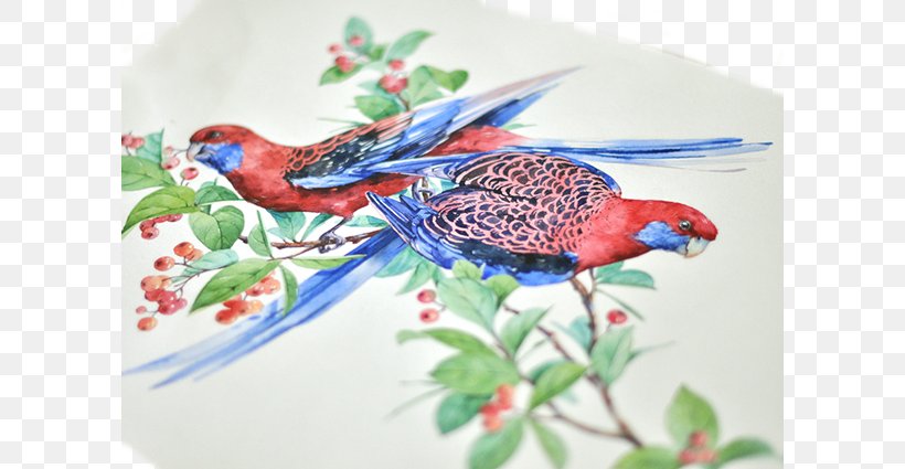 Crimson Rosella Bird Parrot Watercolor Painting Illustration, PNG, 600x425px, Crimson Rosella, Art, Beak, Bird, Color Download Free