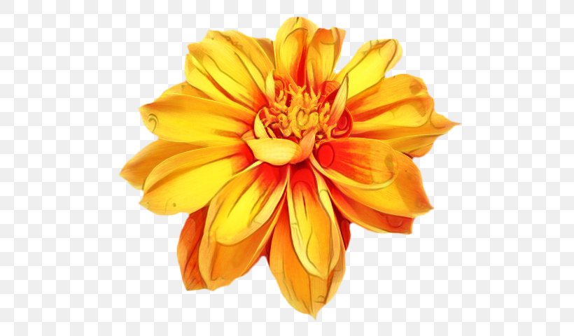 Drawing Of Family, PNG, 541x480px, Marigold, Artificial Flower, Chrysanthemum, Cut Flowers, Dahlia Download Free