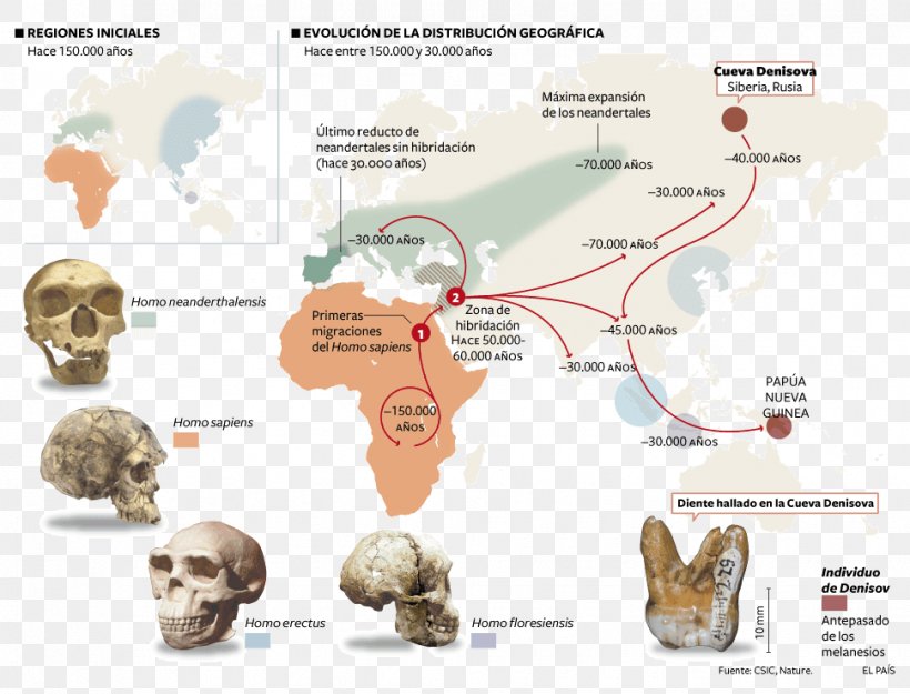 Neandertal Homo Sapiens Sapiens Flores Man Paleolithic Upright Man, PNG, 970x740px, Neandertal, Bone, Denisovan, Diagram, Evolution Download Free
