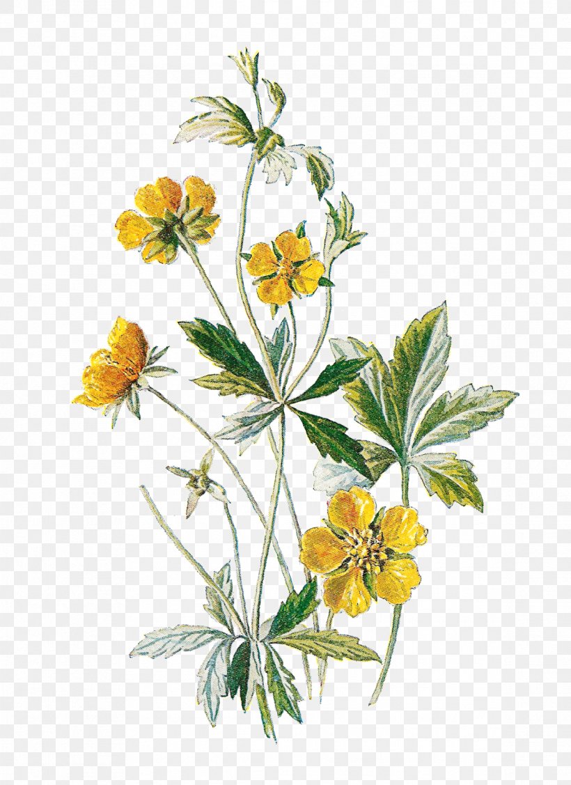 Wildflower Clip Art, PNG, 1164x1600px, Flower, Art, Botanical Illustration, Botany, Digital Illustration Download Free
