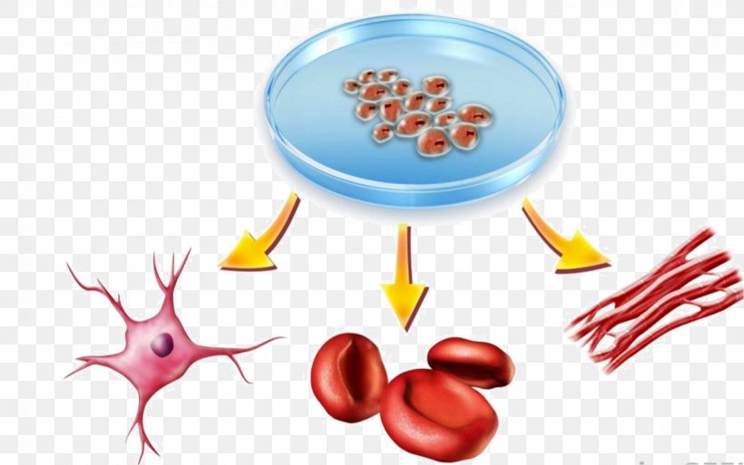 Cellular Differentiation Induced Pluripotent Stem Cell Cell Potency, PNG, 1565x980px, Watercolor, Cartoon, Flower, Frame, Heart Download Free