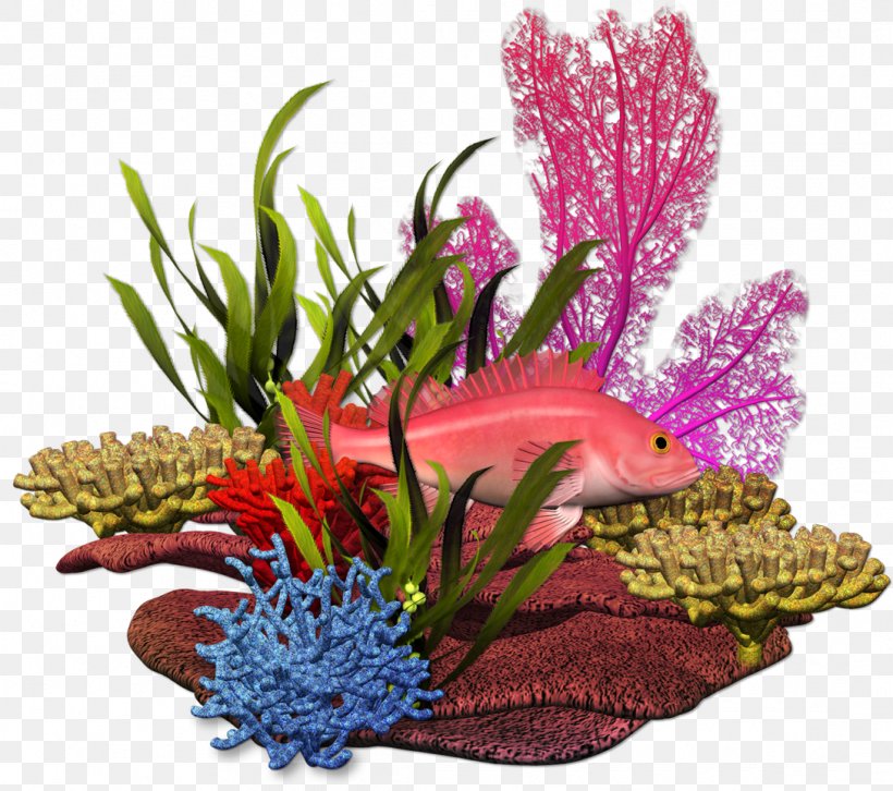 Graphic Design Plant Sea Marine Biology, PNG, 1088x964px, Plant, Aquarium Decor, Autumn, Coral Reef, Cut Flowers Download Free