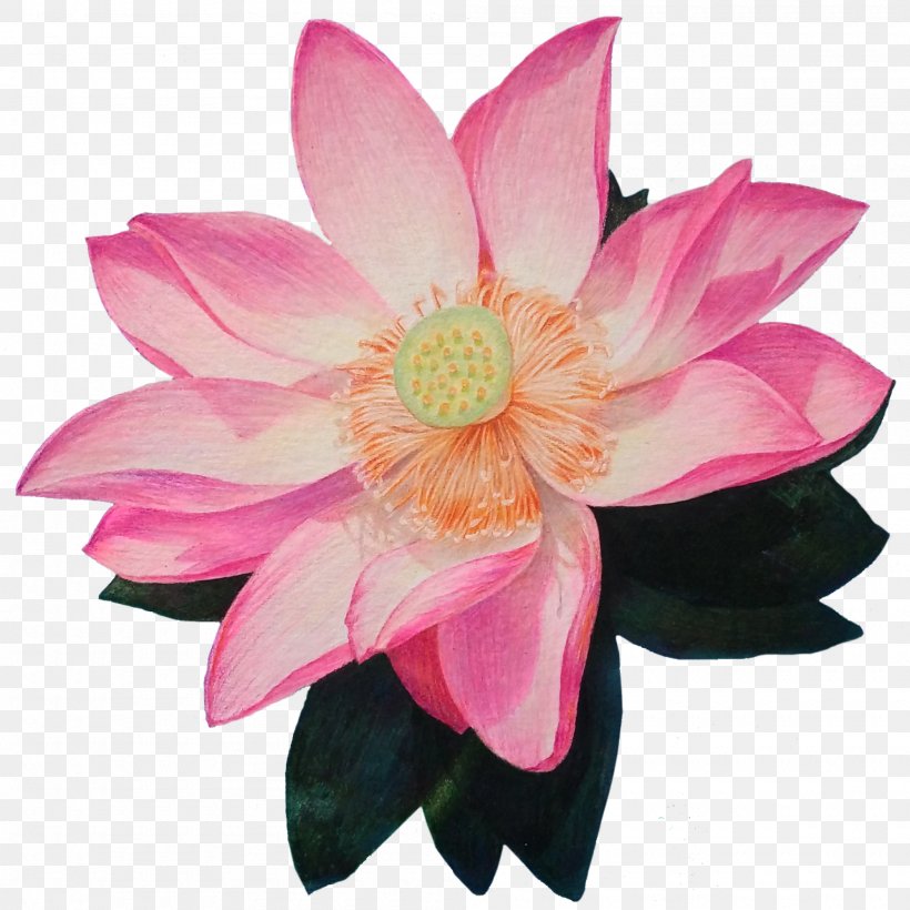 Nelumbo Nucifera Drawing, PNG, 2000x2000px, Nelumbo Nucifera, Aquatic Plant, Artificial Flower, Cartoon, Cut Flowers Download Free