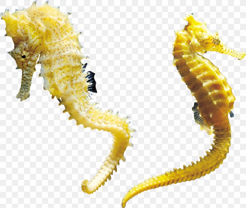 Seahorse, PNG, 2789x2363px, Hippocampus, Animal, Computer Graphics, Concepteur, Organism Download Free