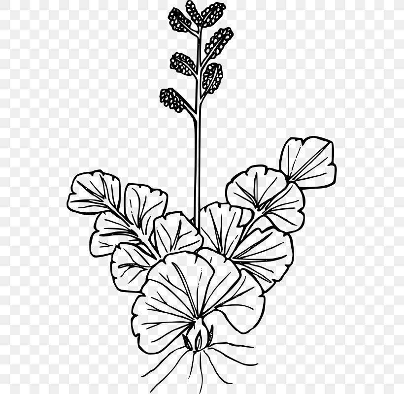 Wildflower Petal Leaf Drawing, PNG, 549x800px, Wildflower, Black And White, Branch, Cut Flowers, Drawing Download Free