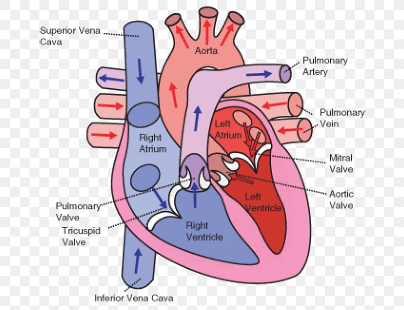 Wiring Diagram Heart Circulatory System Human Body, PNG ...