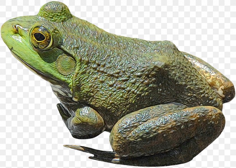 American Bullfrog Reptile Toad Tree Frog, PNG, 1535x1094px, American Bullfrog, American Water Frogs, Amphibian, Animal, Barking Tree Frog Download Free