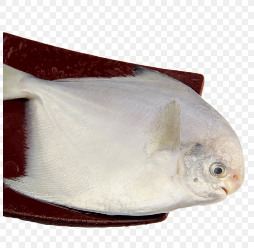 Deep Sea Fish Pampus Argenteus, PNG, 800x800px, Fish, Bream, Common Bream, Deep Sea, Deep Sea Fish Download Free