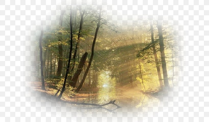 Desktop Wallpaper Photography Giphy Nature, PNG, 640x480px, Photography, Blog, Forest, Giphy, Health Download Free