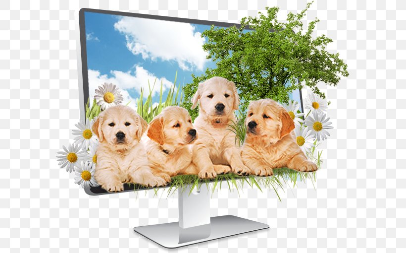 Golden Retriever Puppy Dog Breed Companion Dog, PNG, 595x510px, Golden Retriever, Animal, Breed, Canidae, Carnivora Download Free