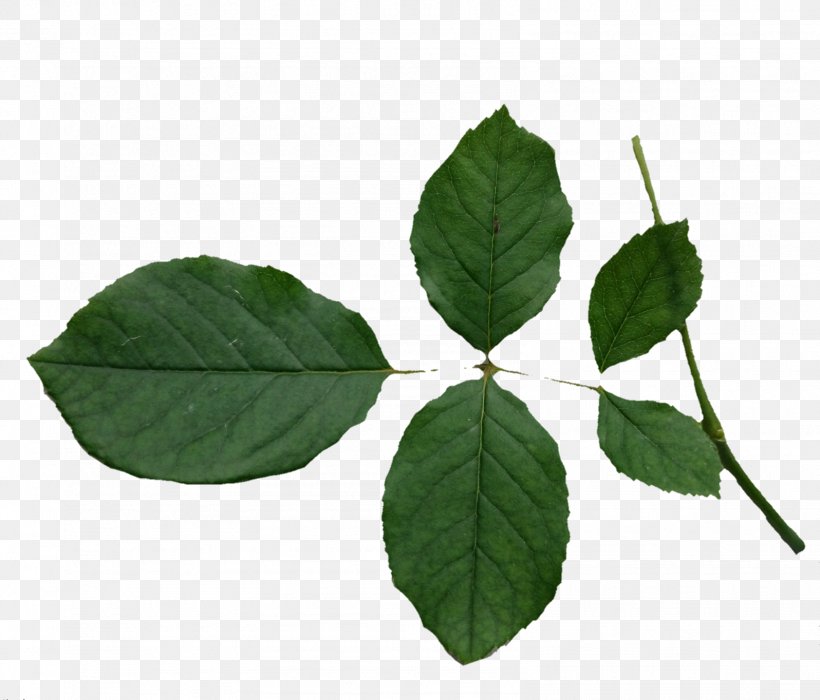 Leaf Plant Stem Tree, PNG, 1596x1364px, Leaf, Plant, Plant Stem, Tree Download Free