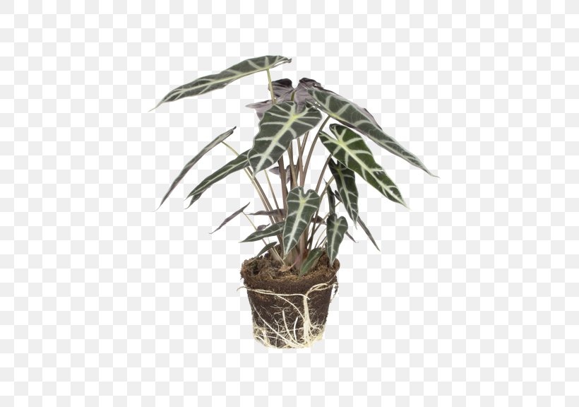Painted-leaf Begonia Alocasia Odora New Guinea Shield Plants, PNG,  576x576px, Leaf, Alismatales, Alocasia, Alocasia Odora,