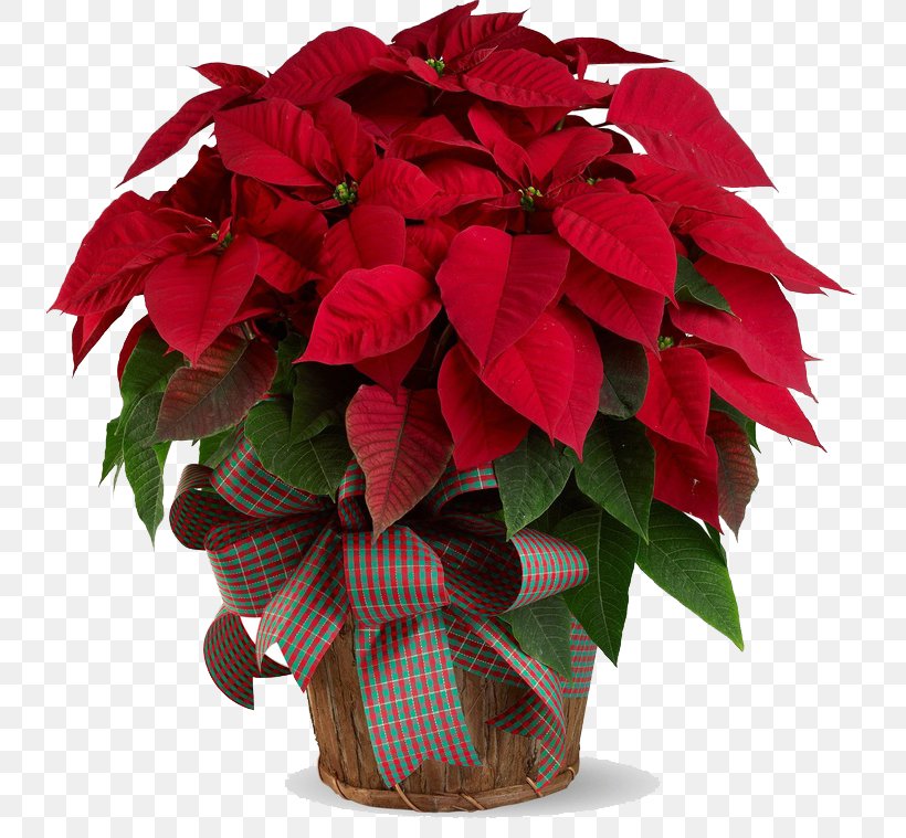 Poinsettia, PNG, 736x759px, Flower, Aretz Designs Uniquely Yours, Basket, Christmas, Christmas Decoration Download Free