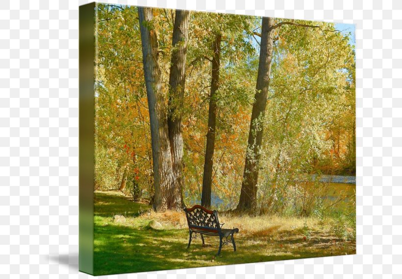 Temperate Broadleaf And Mixed Forest Painting Gallery Wrap Fauna Landscape, PNG, 650x570px, Painting, Art, Autumn, Biome, Canvas Download Free