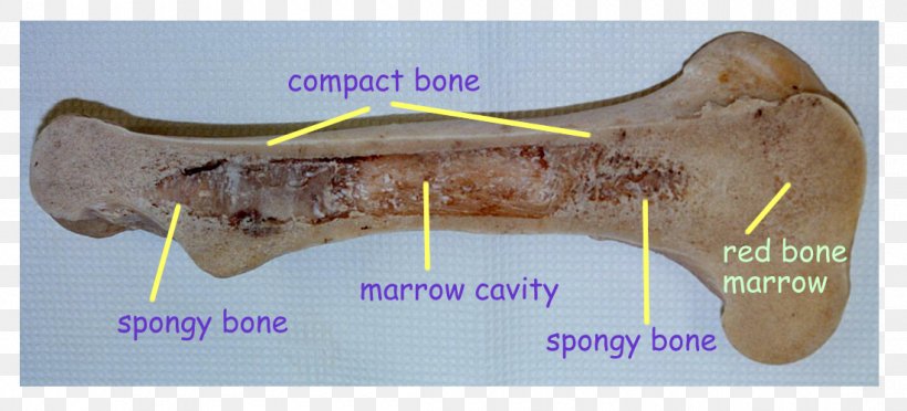 Bone Marrow Color Yellow Purple, PNG, 1100x500px, Bone, Bone Marrow, Cattle, Color, Enzyme Download Free