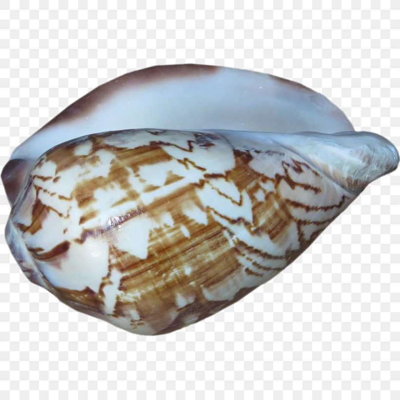 Conomurex Luhuanus Seashell Conchs Chairish, PNG, 900x900px, Seashell, Art, Chairish, Clams Oysters Mussels And Scallops, Conch Download Free