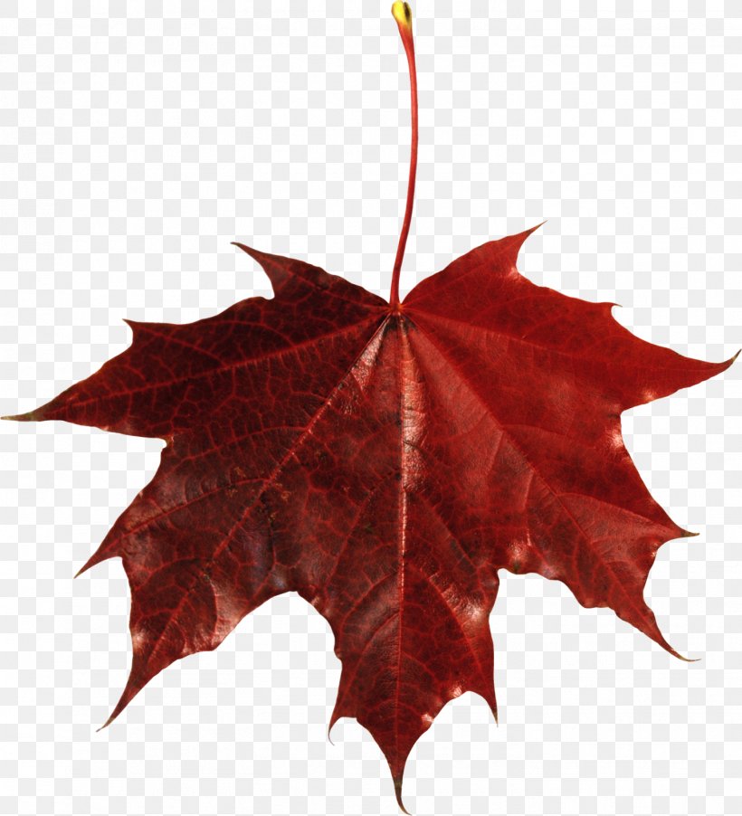 Maple Leaf Autumn Leaf Color Clip Art, PNG, 1454x1600px, Maple Leaf, Autumn, Autumn Leaf Color, Color, Image Resolution Download Free