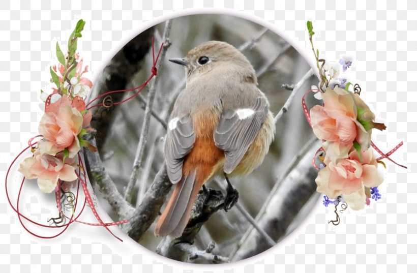 Finch Beak Feather, PNG, 894x586px, Finch, Beak, Bird, Fauna, Feather Download Free