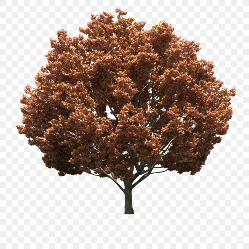 Tree Image Photograph Royalty-free, PNG, 1024x1024px, Tree, Depositphotos, Digital Image, Photography, Red Maple Download Free