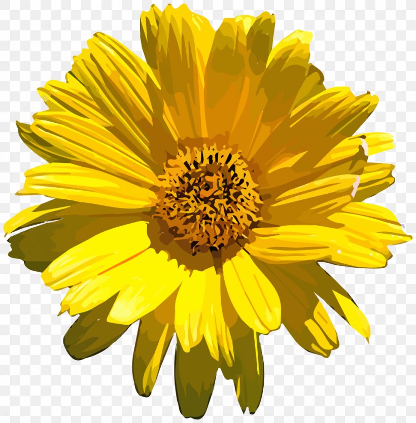 Common Sunflower Stock Photography, PNG, 959x976px, Flower, Annual Plant, Blanket Flowers, Calendula, Chrysanthemum Coronarium Download Free