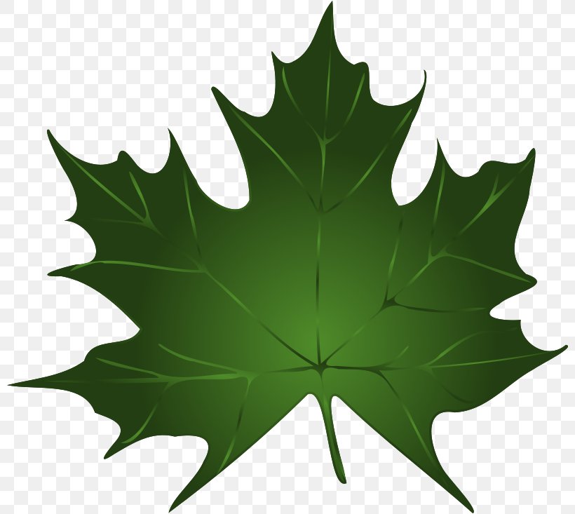 Green Maple Leaf Clip Art, PNG, 800x733px, Green, Autumn Leaf Color, Drawing, Japanese Maple, Leaf Download Free