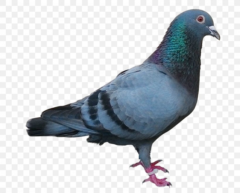 Racing Homer Homing Pigeon Columbidae Bird Pigeon Post, PNG, 1600x1284px, Racing Homer, Animal, Beak, Bird, Columbidae Download Free