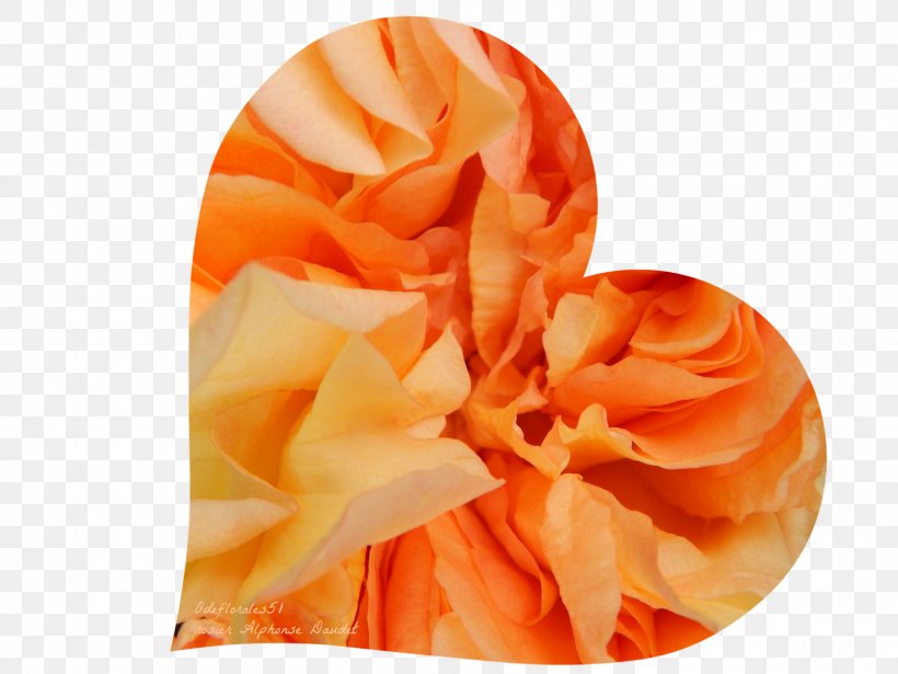 Rose Perfume Happiness Human Height Orange S.A., PNG, 1600x1200px, Rose, Happiness, Human Height, Inhalation, Mean Download Free