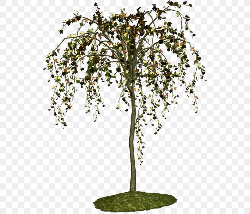 Twig Tree Shrub Plant Malacky, PNG, 540x700px, Twig, Blog, Branch, Flora, Flower Download Free
