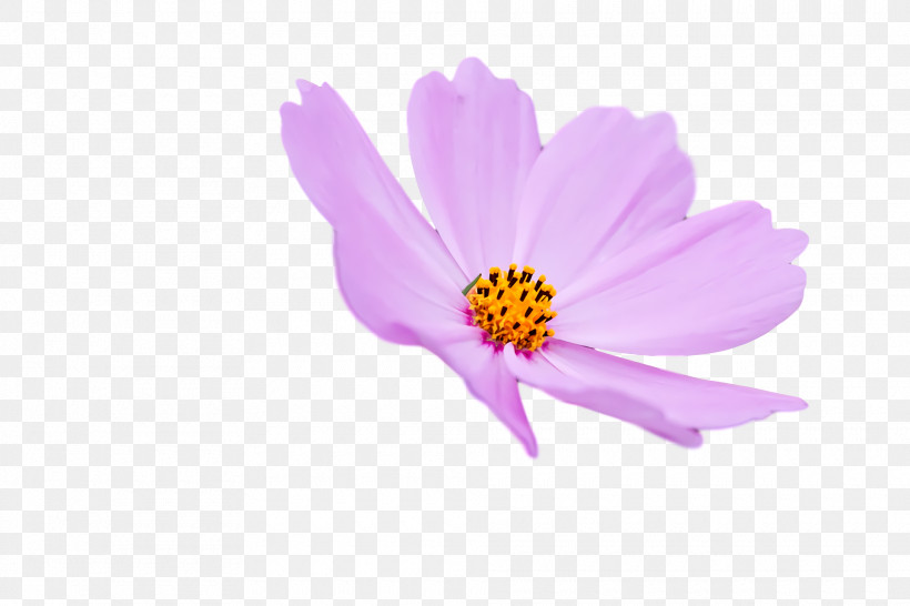 Garden Cosmos Aster Petal Lilac M Magenta, PNG, 1920x1280px, Garden Cosmos, Aster, Biology, Closeup, Flower Download Free