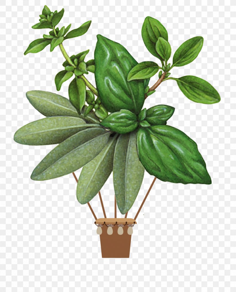 Herb Summer Savory Botanical Illustration Basil Botany, PNG, 825x1024px, Herb, Basil, Botanical Illustration, Botany, Cooking Download Free