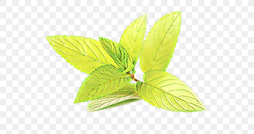 Leaf Green Plant Flower Mint, PNG, 585x433px, Leaf, Flower, Green, Herb, Mint Download Free