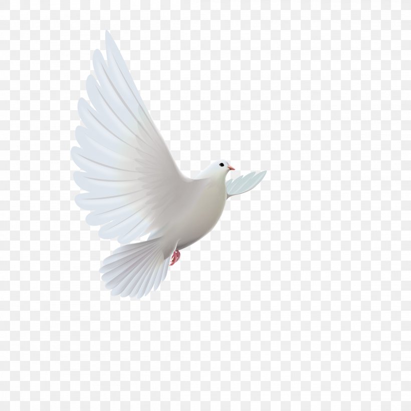 Clip Art Image Vector Graphics, PNG, 2289x2289px, Stock Photography, Beak, Bird, Ducks Geese And Swans, Fauna Download Free