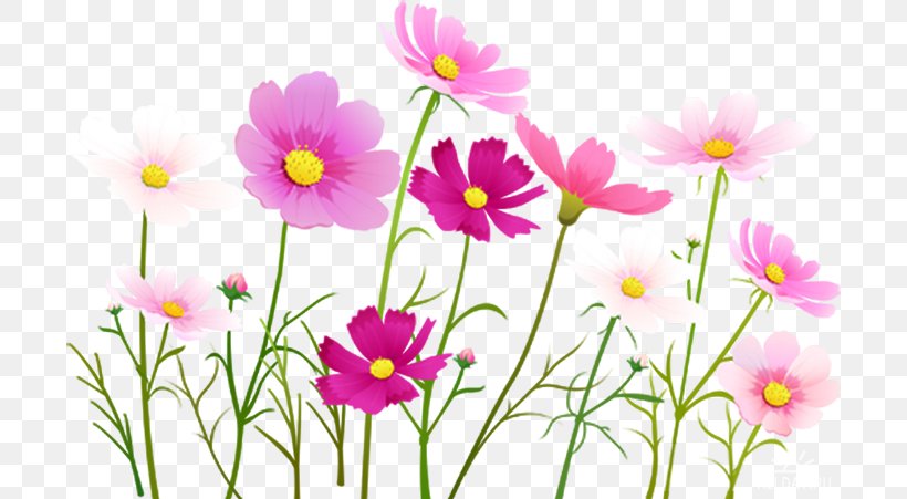 Flower Clip Art Image Cosmos, PNG, 700x451px, Flower, Annual Plant, Art, Blossom, Cosmos Download Free