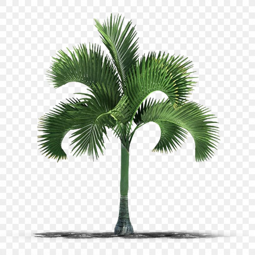 Palm Trees Stock Photography Image, PNG, 1000x1000px, 3d Computer Graphics, 3d Modeling, Palm Trees, Arecales, Autodesk 3ds Max Download Free