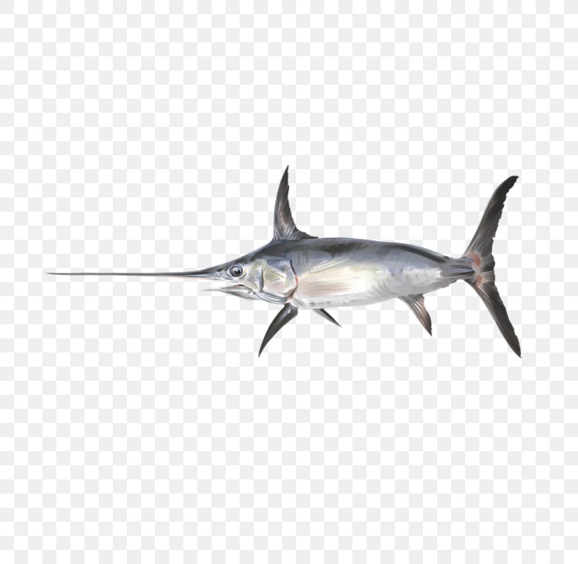 Swordfish Photography Shark Sailfish, PNG, 800x800px, Swordfish, Billfish, Bony Fish, Cartilaginous Fish, Fauna Download Free