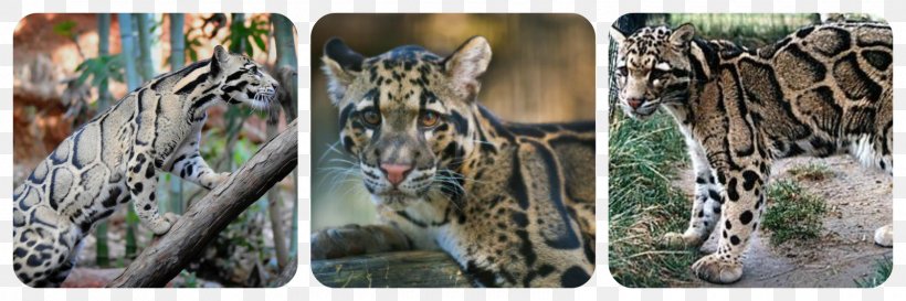 Tiger Leopard Big Cat Felidae, PNG, 1600x533px, Tiger, Amyotrophic Lateral Sclerosis, Big Cat, Big Cats, Carnivoran Download Free