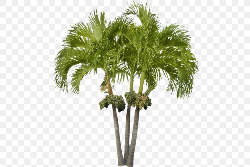 Arecaceae Asian Palmyra Palm Attalea Speciosa Date Palm Tree, PNG, 548x548px, Arecaceae, Arecales, Asian Palmyra Palm, Attalea, Attalea Speciosa Download Free