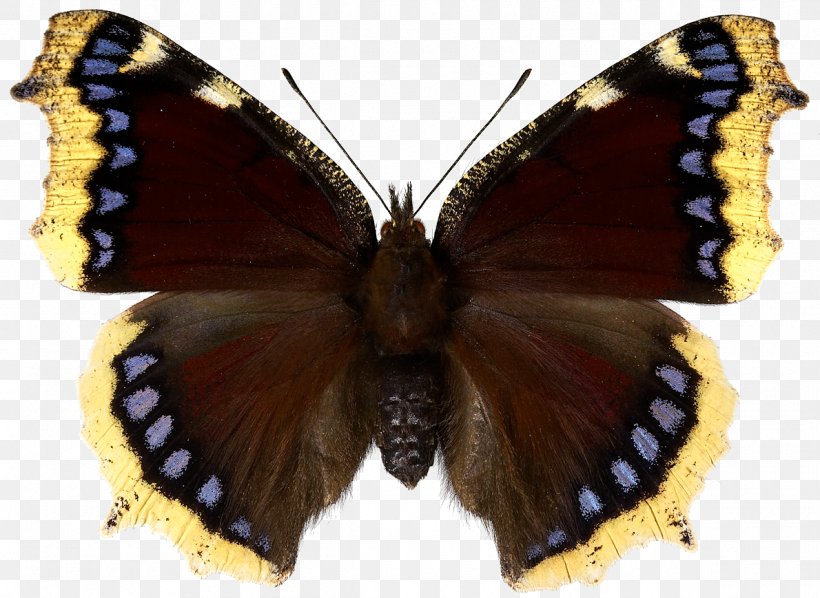 Butterfly Mourning Cloak Inachis Io Red Admiral Small Tortoiseshell, PNG, 1190x869px, Butterfly, Arthropod, Brush Footed Butterfly, Brushfooted Butterflies, Butterflies And Moths Download Free