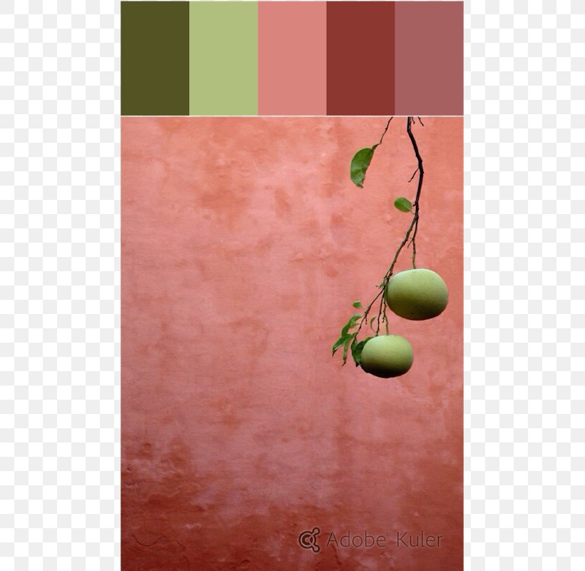 Coral Color Green Peach Turquoise, PNG, 569x800px, Coral, Aqua, Autumn Leaf Color, Color, Color Scheme Download Free